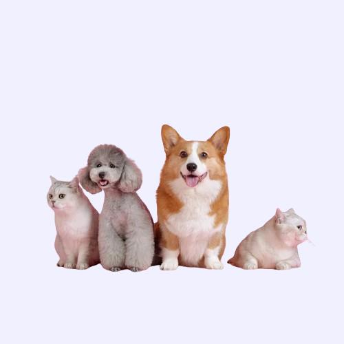 Pets